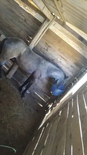 Cavalo De Pelagem Tordilho Negro