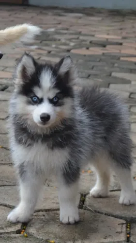 pomsky legitimos