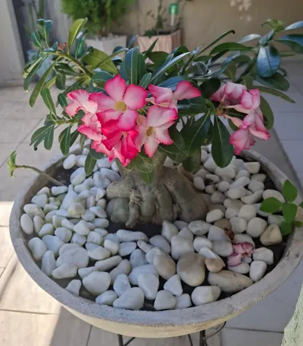 Vendo Plantas Ornamentais