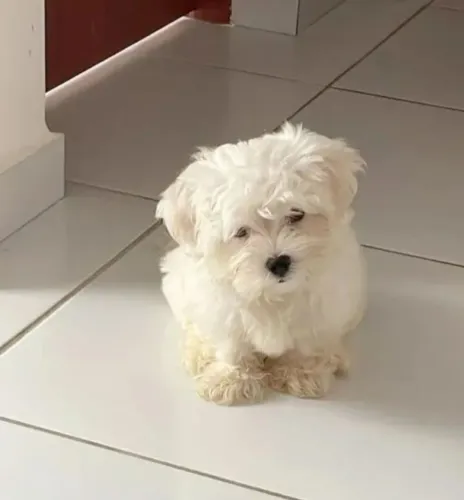 Maltês Macho Micro