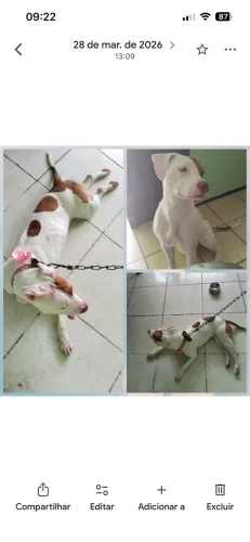 Vendo cadela pitbull de 1 ano 
