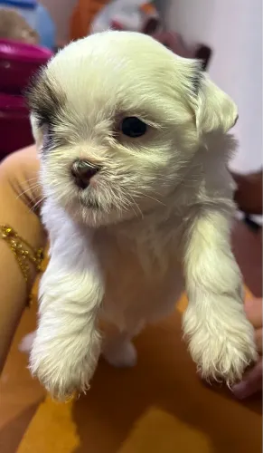 Vendo filhote de Shih Tzu puro femea