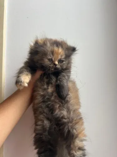 Filhote fêmea de gato persa