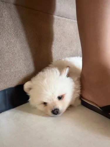 Spitz Alemão 2 meses