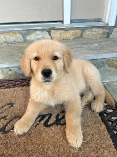 Golden Cachorrinho esperando para fazer parte da sua história