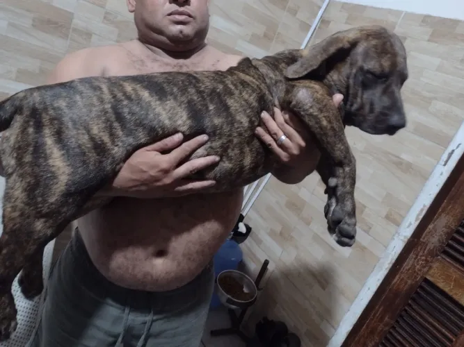 vendo filhote de fila brasileiro fêmea 5 meses já com todas as vacinas valor 2.000 