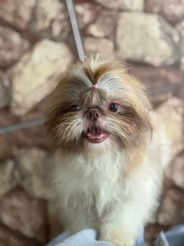 Casal shihtzu adulto 