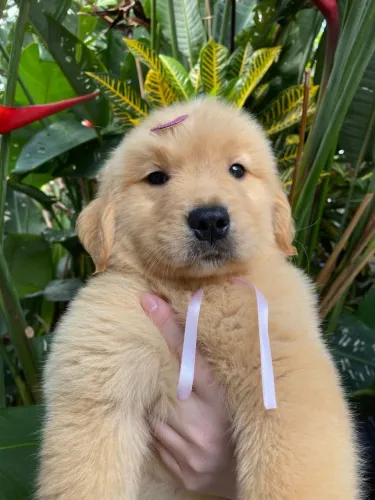 Golden Retriever
