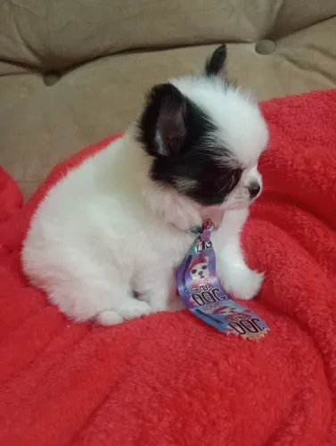 Chihuahua pelo longo, macho, excelente padrão da raça, linhagem importada