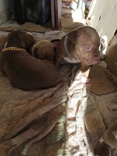 Filhotes de Pitbull