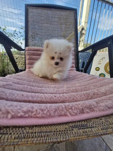 Fêmea lulu da Pomerânia branca anão