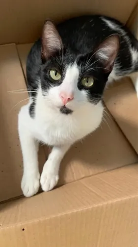 Gatinho para adoção
