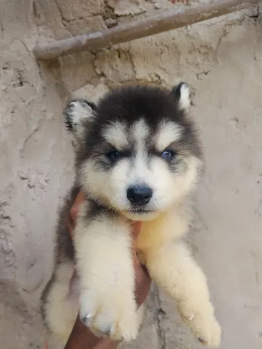 Husky siberiano filhotes