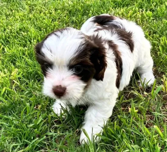 Filhotes de Shih Tzu | Amor em cada instante