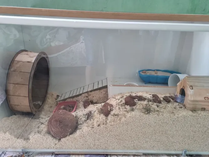 Terrário Hamster completo