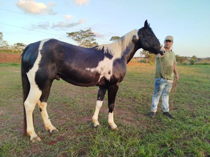 Cavalo Paint Horse PO registrado.