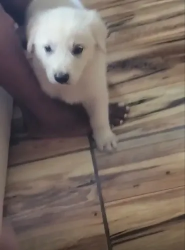 Vende se filhote de pastor branco suíço 