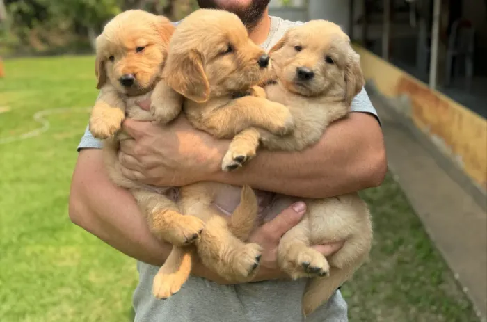 Lindos filhotes de Golden Retriever