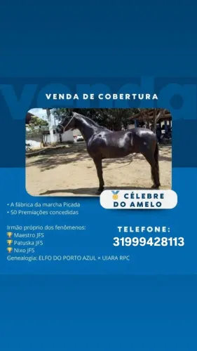 Cobertura de cavalo
