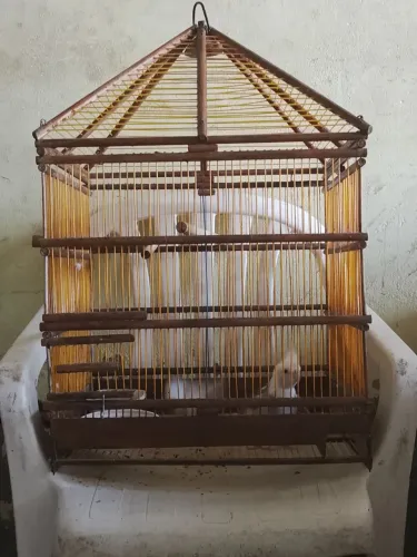 Vendo Gaiola Artesanal , Com os Passarinhos Mais Caro! Vendo sem os passarinhos Também!