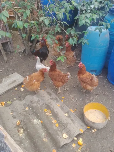 Vendo galinhas poedeira e inglesas 