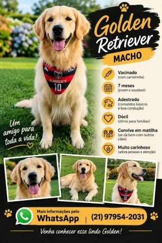 Golden Retriever vacinado