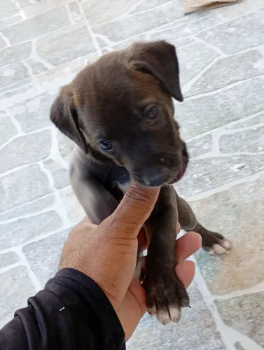 Cachorro 
