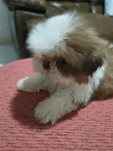 Micro machinho de shihtzu