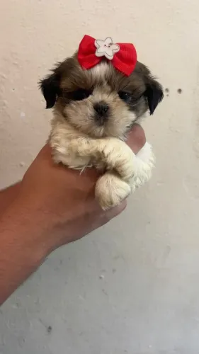 Shih-tzu Filhotes Lindos e Saudáveis