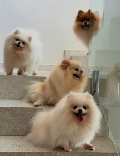 Lulu da pomerania bebês ursinho /Filhotes já adestrados no jornal 