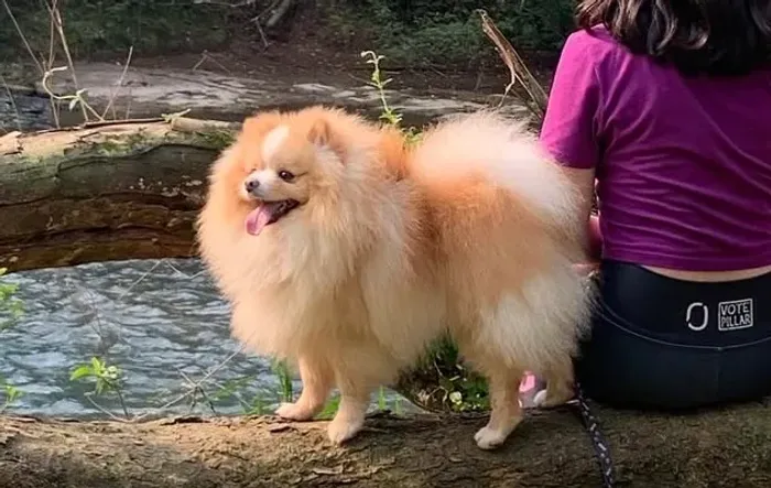 SPITZ ALEMÃO - com pedigree/ PARA CRUZA