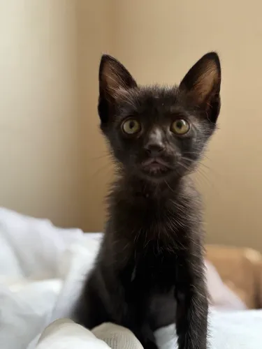 Gato filhote