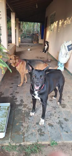 Cachorro 