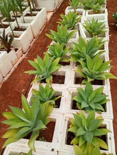 Mudas agave dragão 