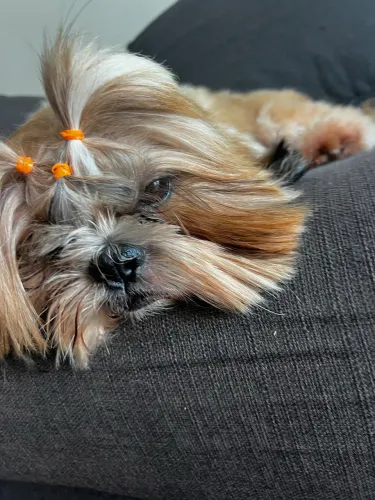 Shihtzu para cruza 