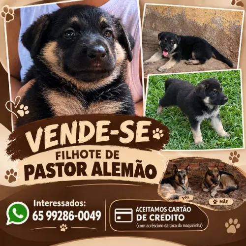 Venda de filhote de pastor alemão fêmea