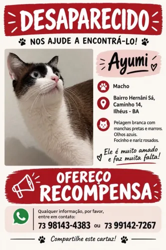 Procura-se Gato Desaparecido