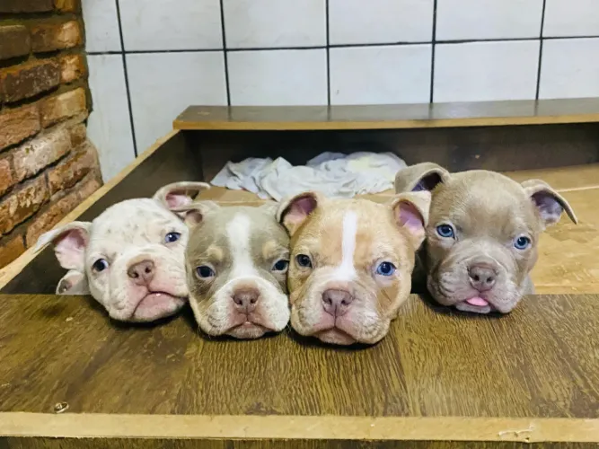 Lindos filhotes de American Bully 