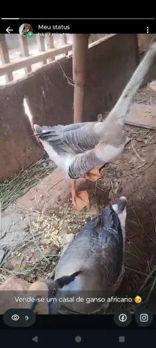Vende-se um casal de ganso africano 
