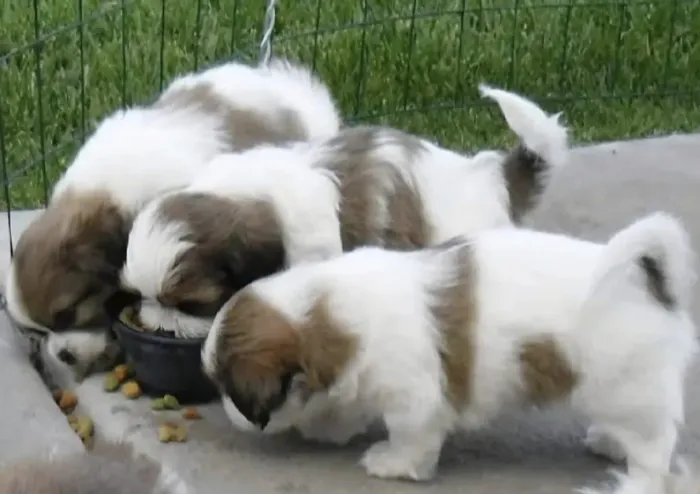 Shih tzu Filhotes mini shih tzu tricolores alto nível