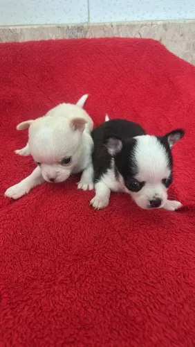 Chihuahuainha macho mini