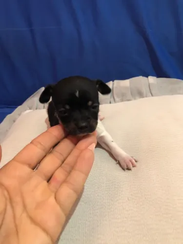 Pinscher