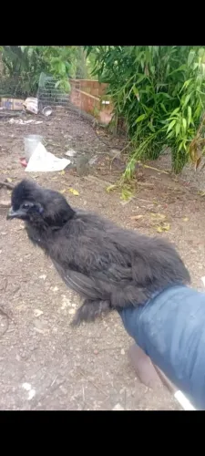 Sedosa do jaapo