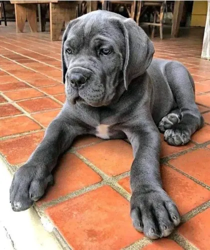 Cane Corso Caminhos que ficam mais bonitos