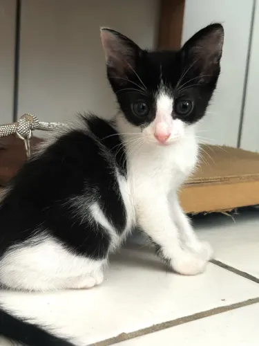 Doação de gatinhos
