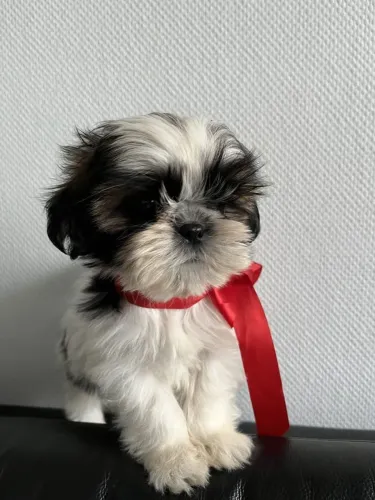 Shih Tzu O pet certo para deixar sua casa mais feliz