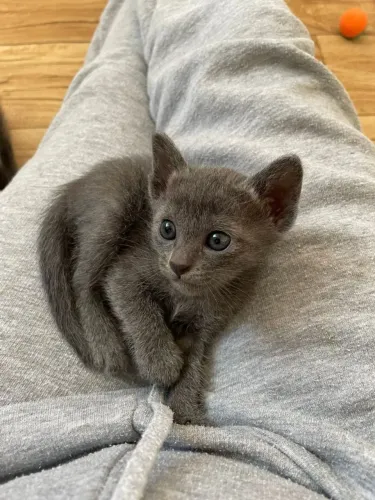 Russian blue