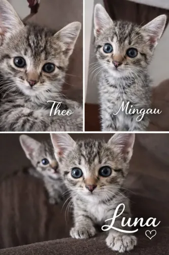 DOAÇÃO DE GATINHOS 