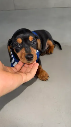 Dachshund Black And Tan