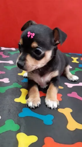 PINSCHER FÊMEA 